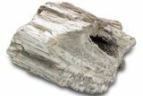Petrified Wood Section with Sparkling Quartz - Arizona #305468-1